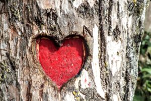 heart carving in a tree